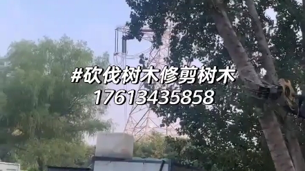 郑州伐树砍树修树电话17613435858哔哩哔哩bilibili