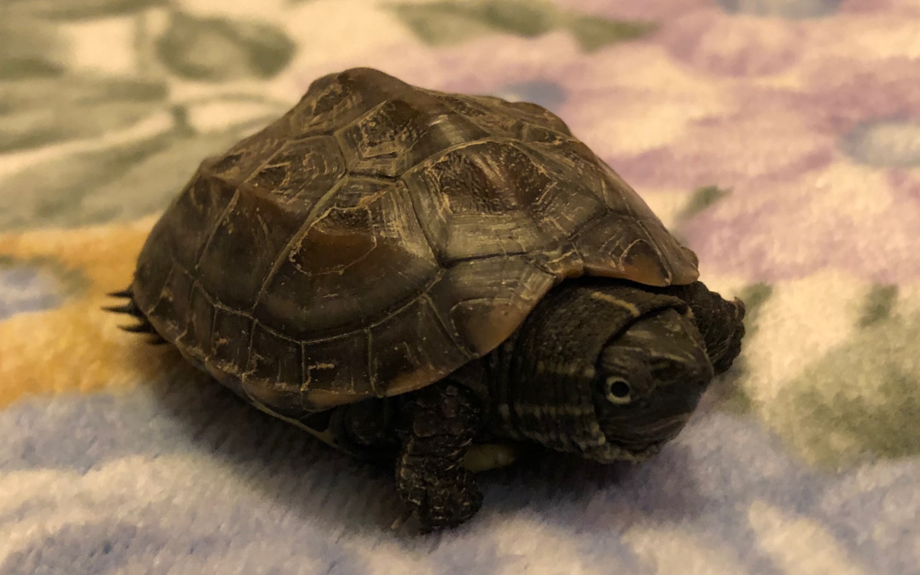 中华草龟脑袋伸出来缩回去再伸出来再缩回去