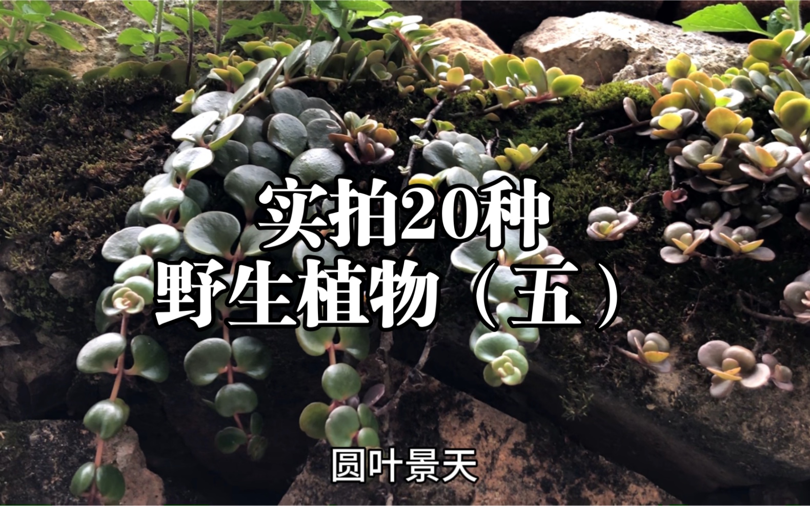 野外实拍20种野生植物(五)有认出5种的算你厉害~哔哩哔哩bilibili