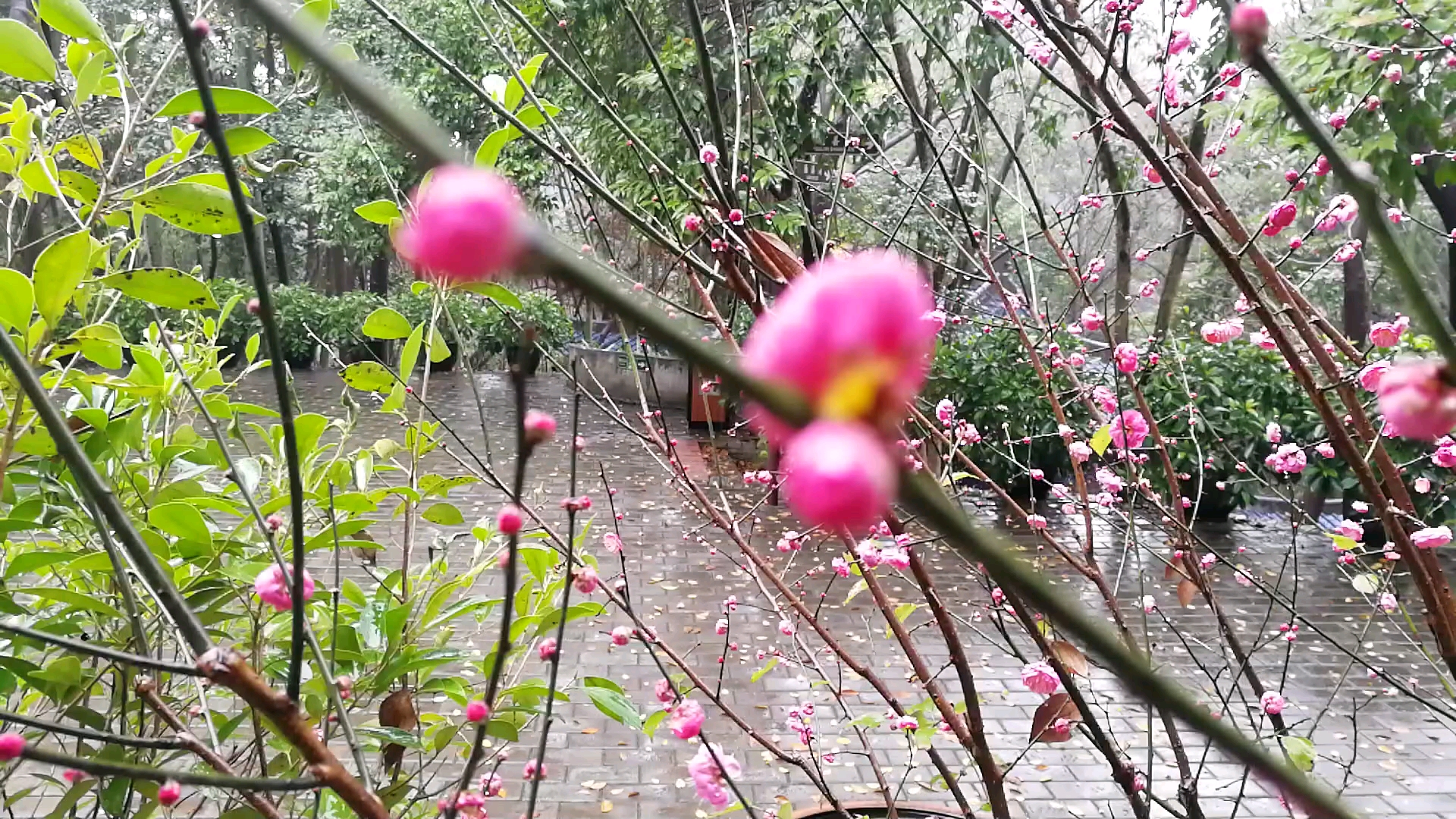 [图]梅花香自苦寒来 濂溪书院 雨中赏梅