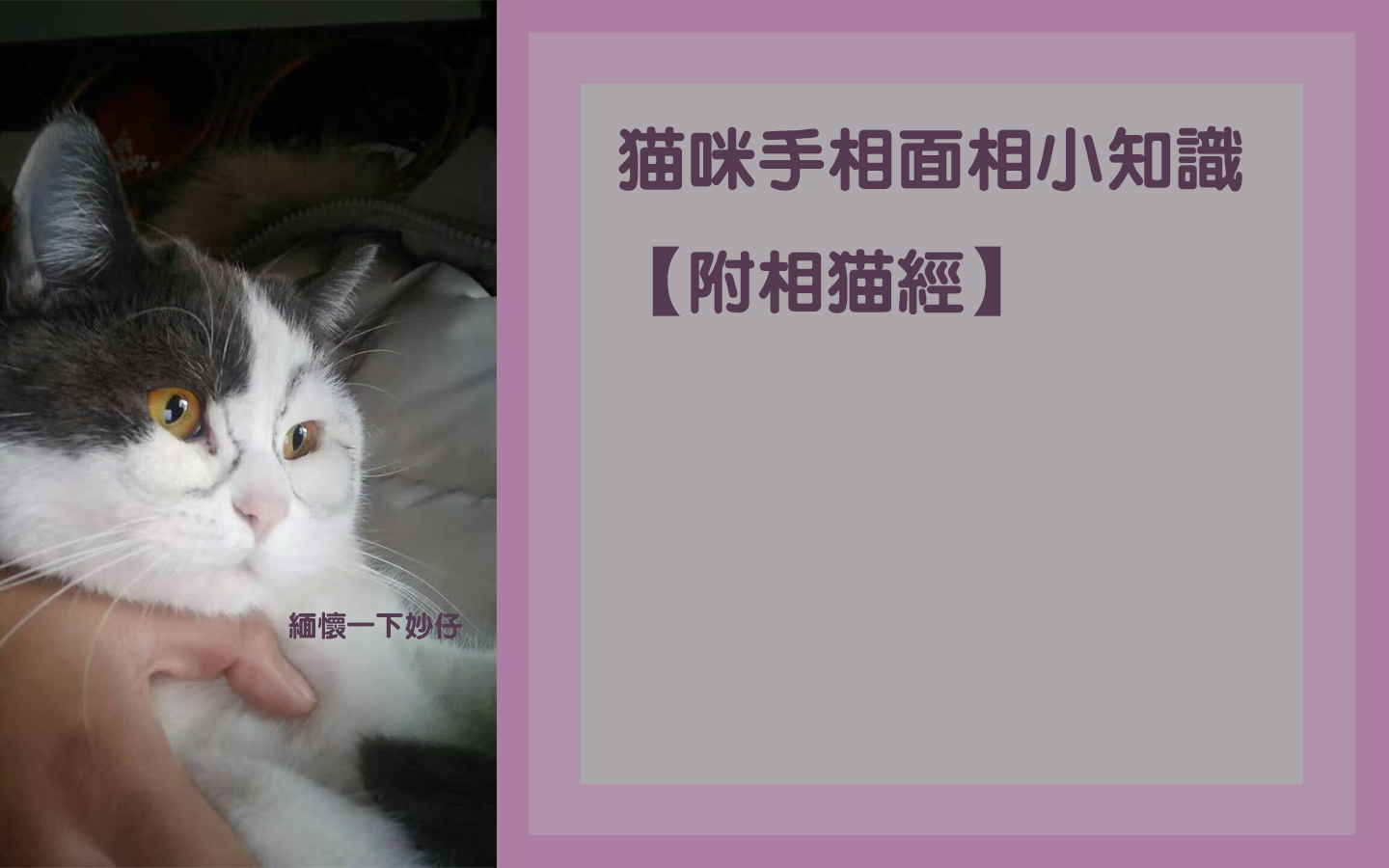 猫咪手相面相小知识【附相猫经】哔哩哔哩bilibili