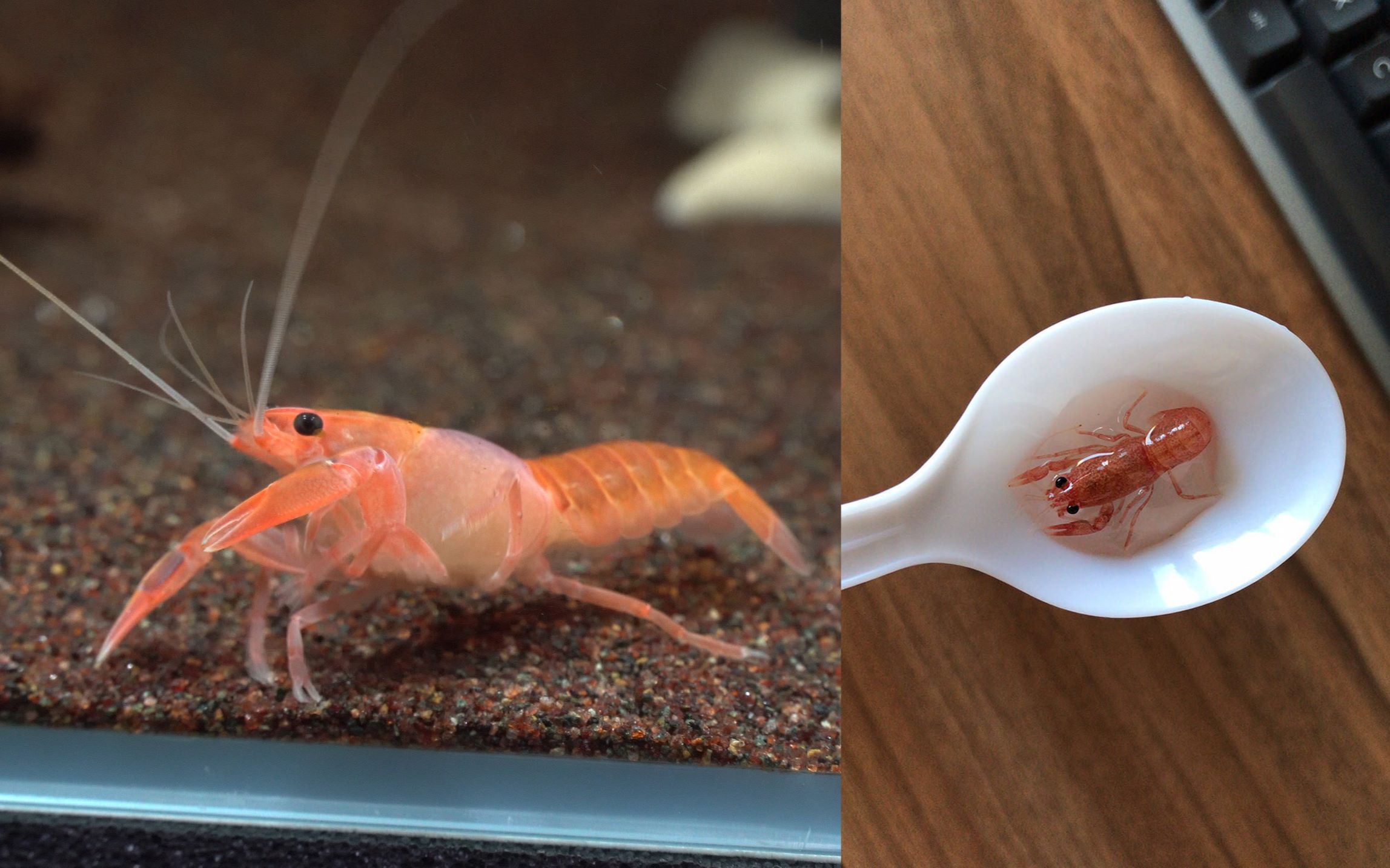 【火山破坏者鳌虾】越来越"熟"了