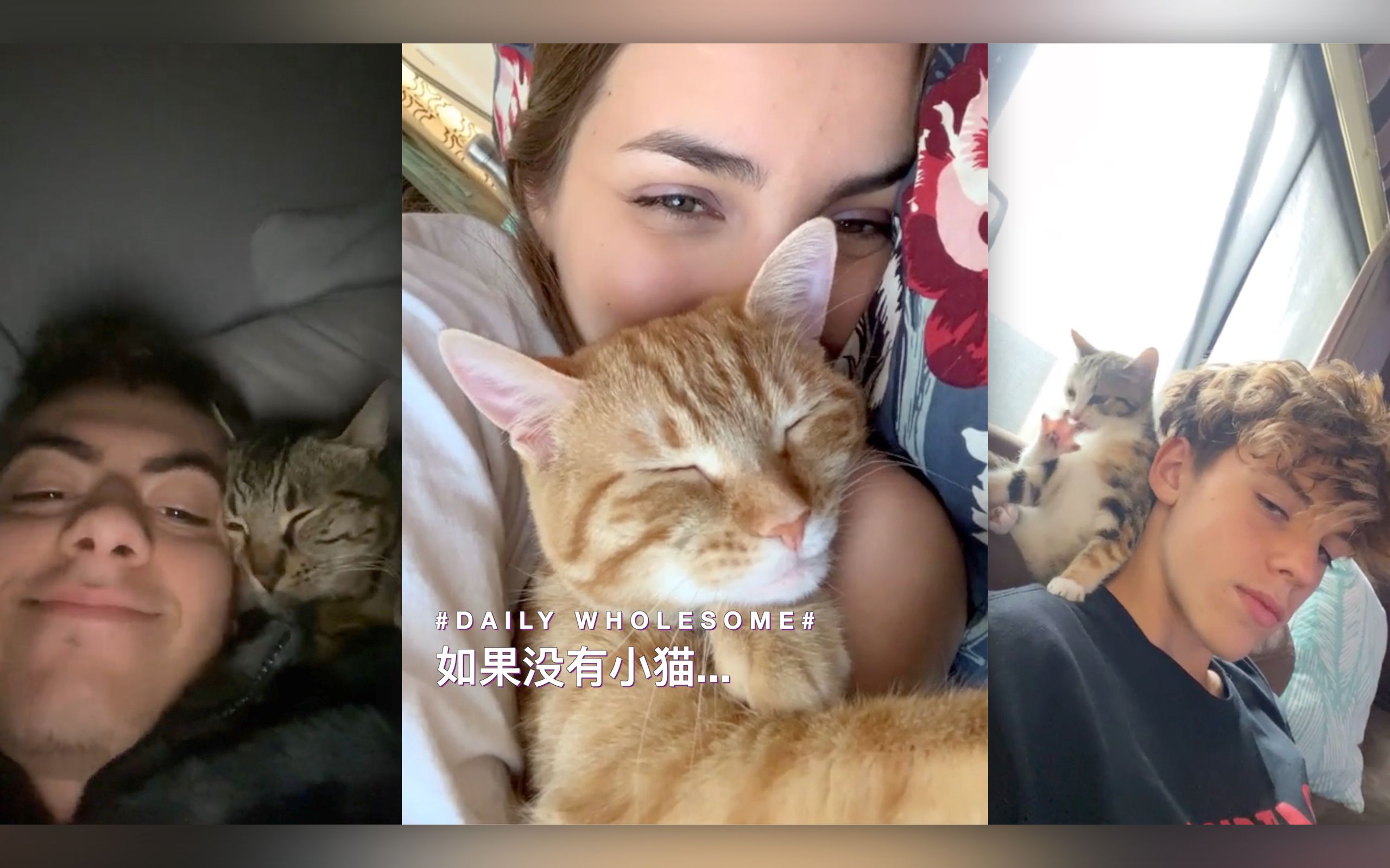 [图]如果没有小猫...我的房子会更干净，我也能攒下更多的钱，但是我的心...会空空的