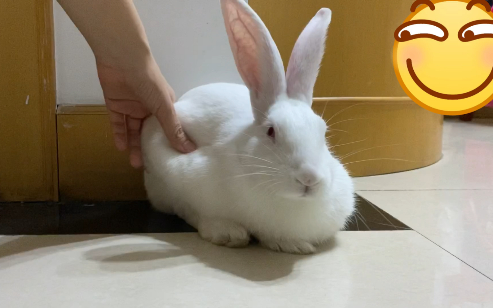 日常吸兔捏屁屁ruaruarua嘻嘻嘻嘻