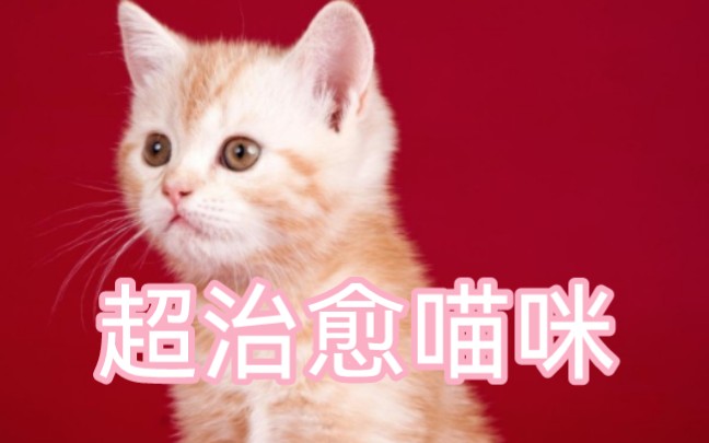 [图]猫咪咪最全合集