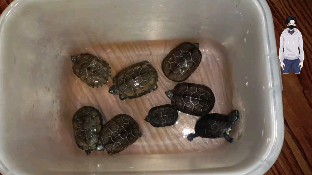 僵苗,直观感受下僵苗和正常苗的体型对比._哔哩哔哩_bilibili