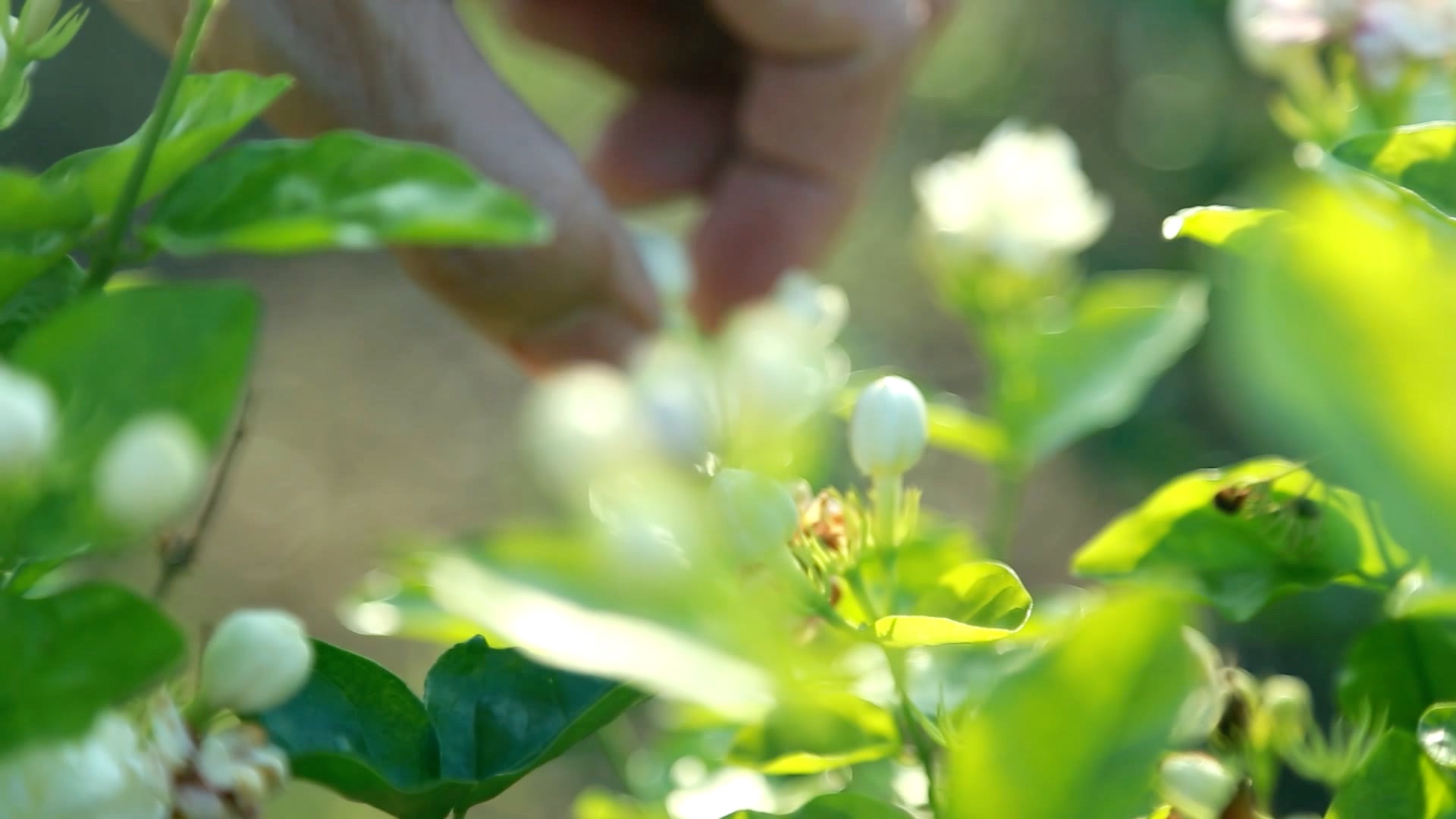 [图]茉莉花采摘茉莉花含苞待放田园茉莉花开放背景视频