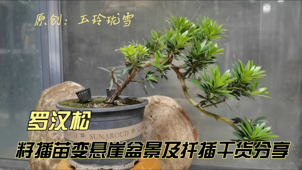 学做盆景 第72集 干货精讲!罗汉松籽播苗变悬崖盆景的过程及枝条扦插方法哔哩哔哩bilibili