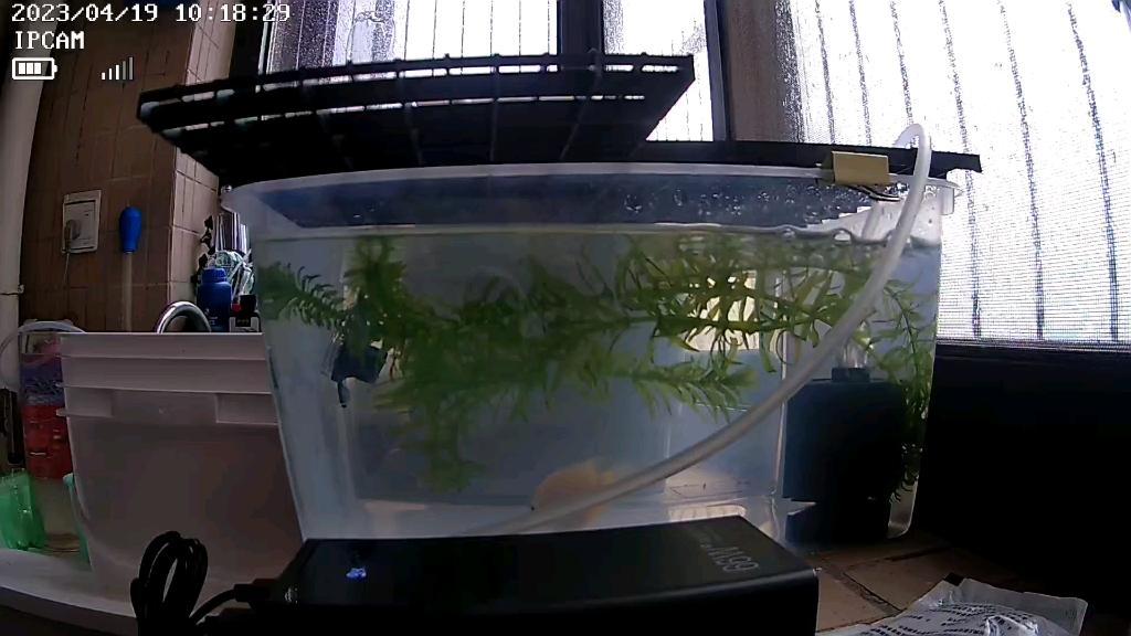 迷你鹦鹉鱼第二天,经过公母打架后,隔离了,白色这个母鱼昨天看似要挂