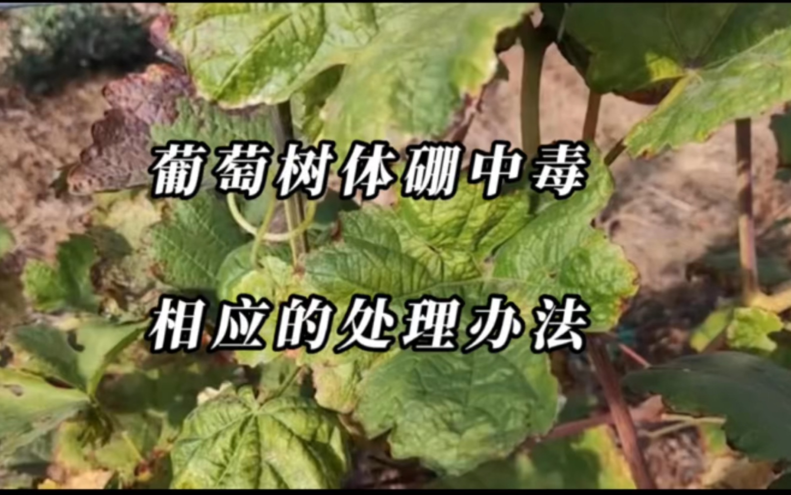 【宾川农事】葡萄树体硼中毒相应的处理办法