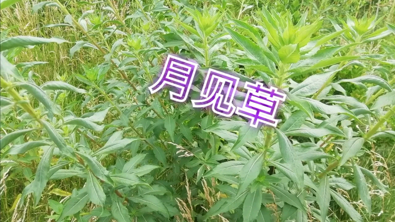 [图]一种常见的野草，却是一味珍贵的中药材！