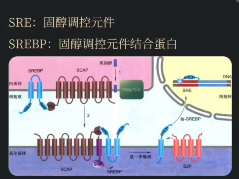 固醇调节级联反应哔哩哔哩bilibili