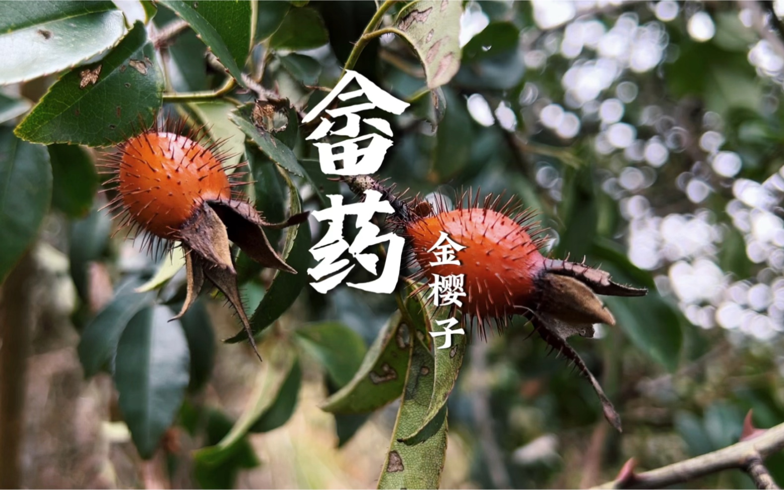 畲药|金樱子#金樱子 #植物科普 #野生植物 #奇趣自然 #药用植物