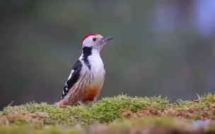 中斑啄木鸟