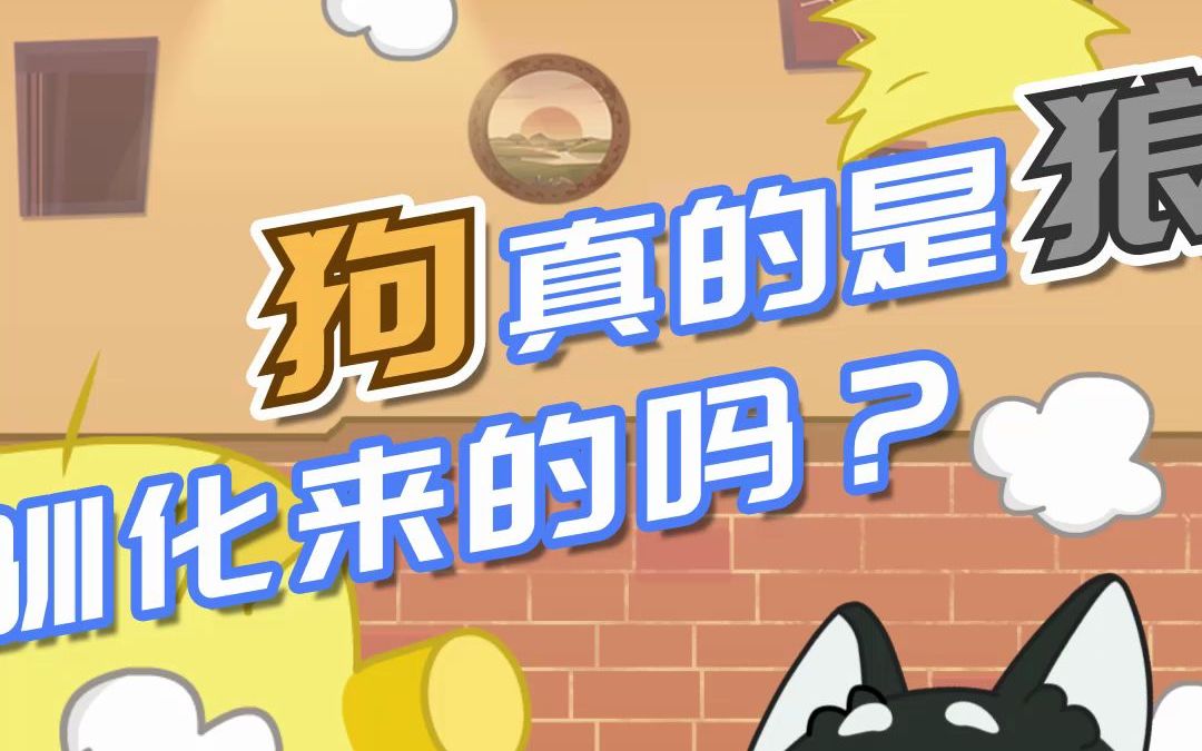 【摩登动物小剧场】狗是狼驯化来的吗?哔哩哔哩bilibili