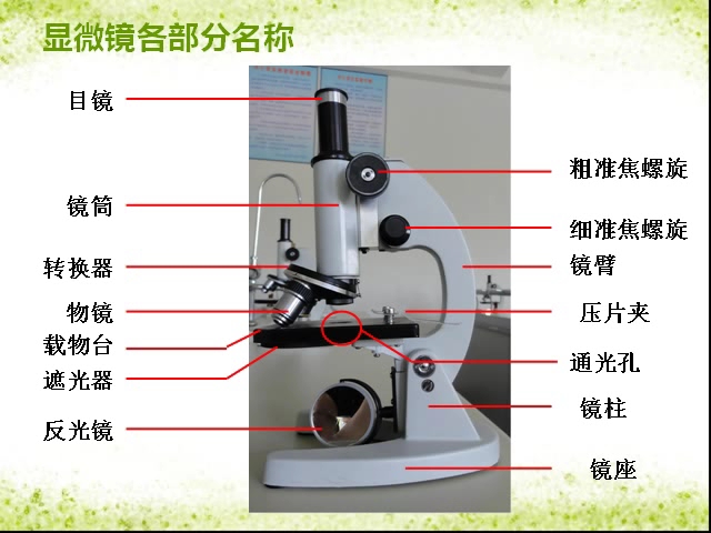 中考生物实验:显微镜观察叶的永久横切片或人的血细胞图片哔哩哔哩bilibili