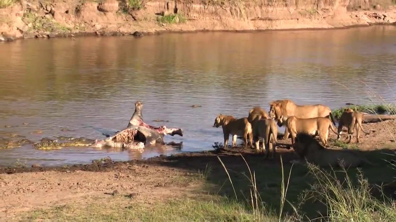 狮群和鳄鱼抢食——【诺迟父子联盟】_哔哩哔哩 (゜-゜)つロ 干杯