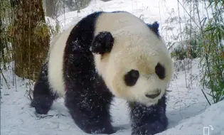 Video herunterladen: 白水江野生大熊猫春心萌动找女友，长得很像高高，同款左耳朵、嘴筒子