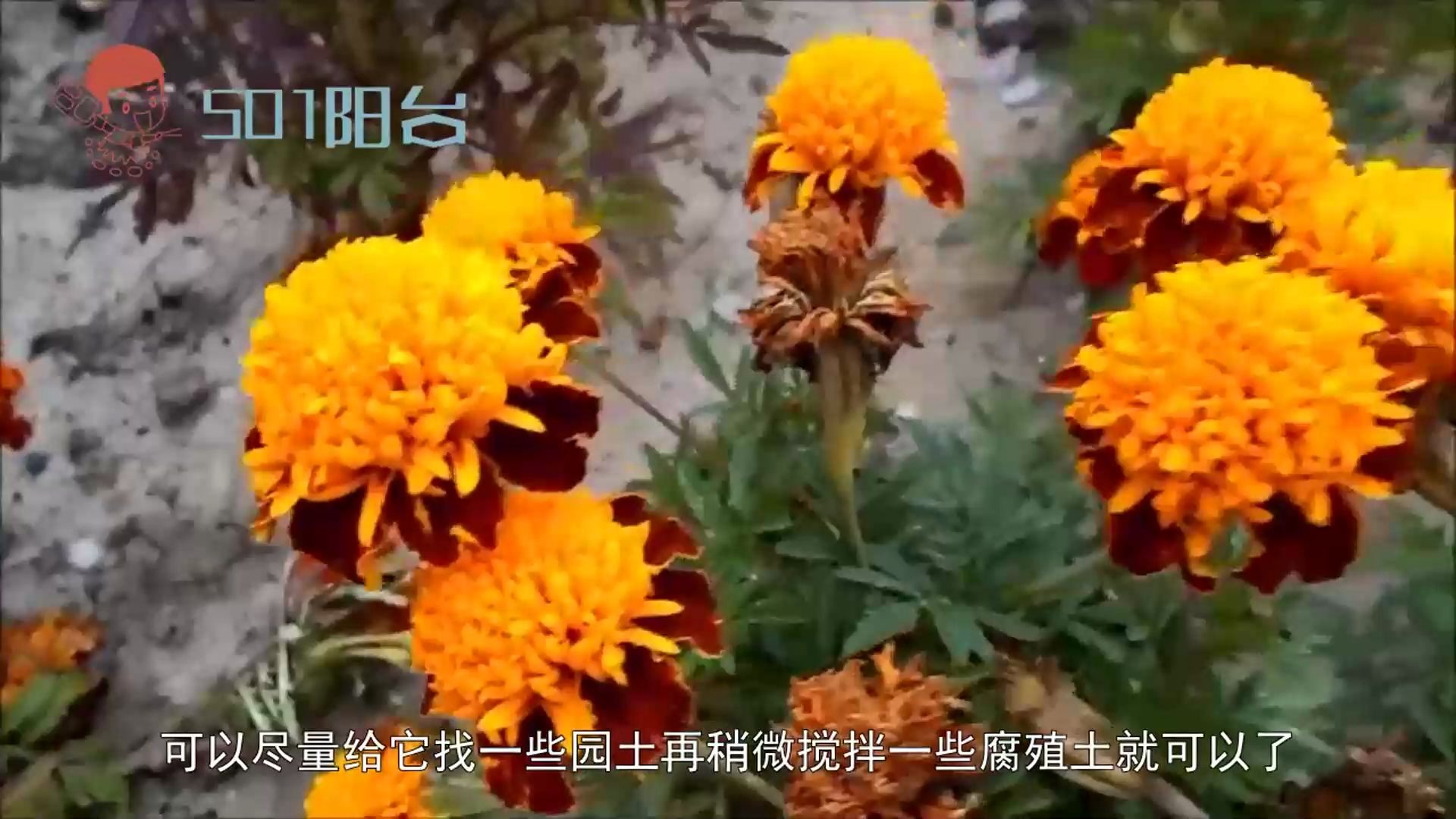 你知道孔雀草吗?开花颜色很美,放在阳台最好哔哩哔哩bilibili