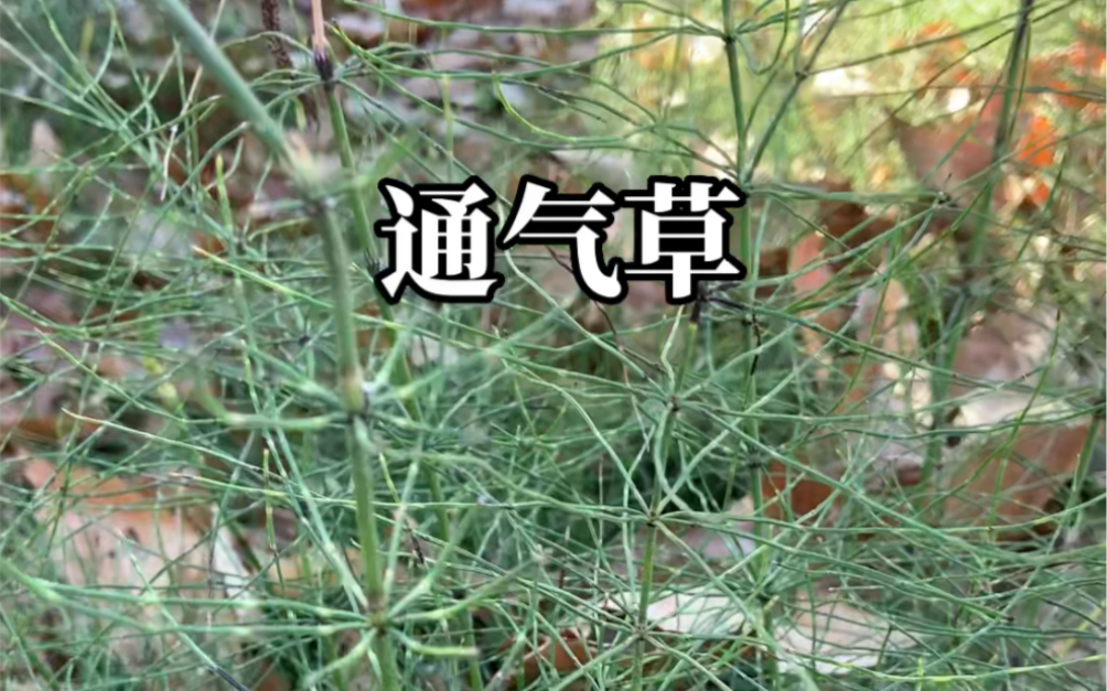 鼻子喘不通气的通气草!