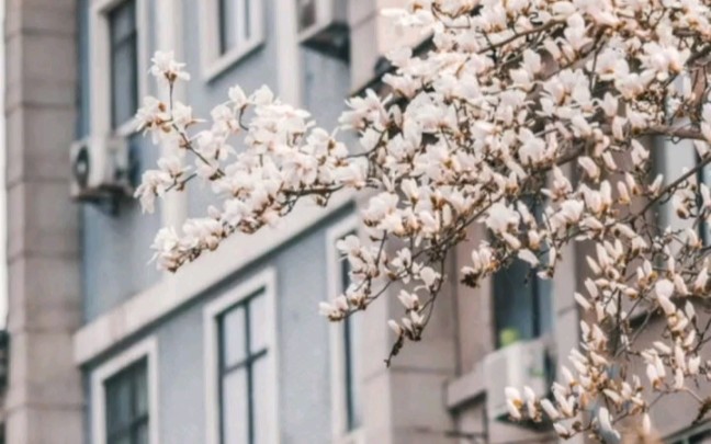 西安交通大学校园春景,你的母校最美丽的风景是什么?哔哩哔哩bilibili