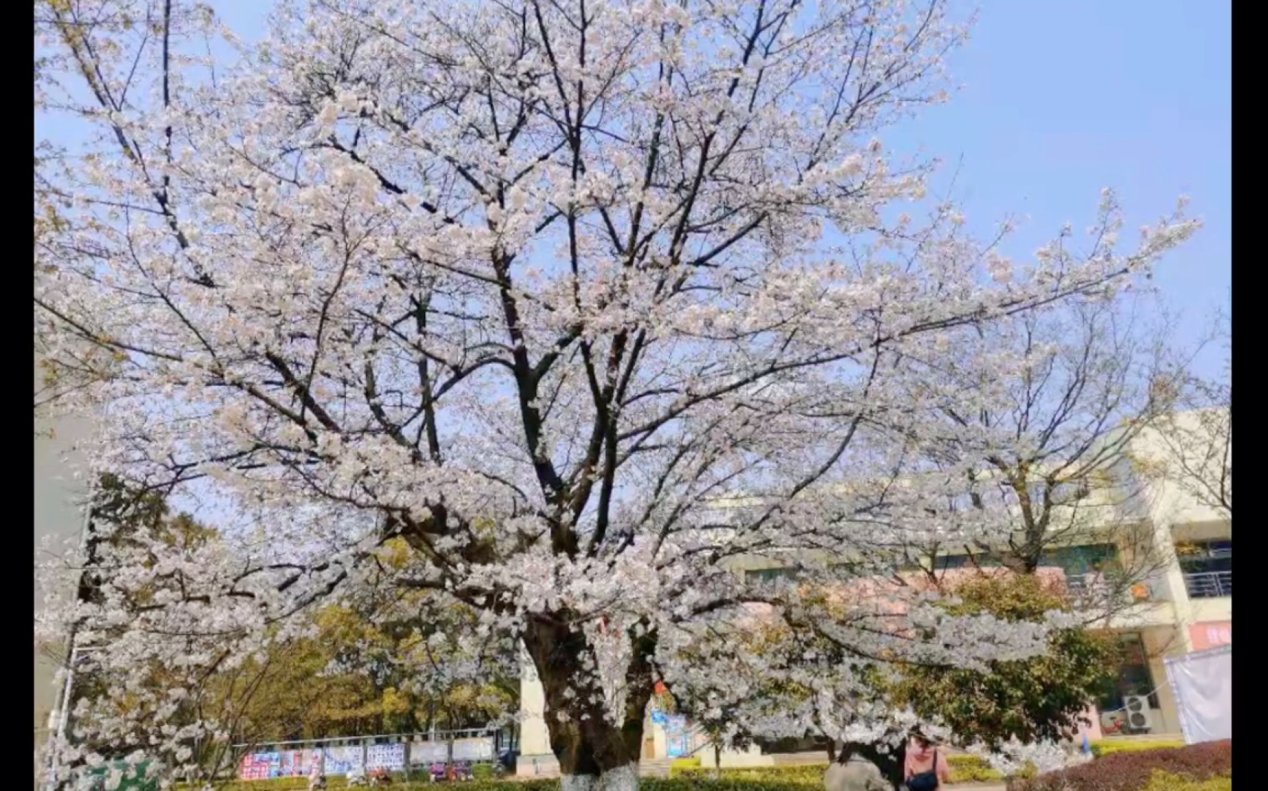 一条横跨春天到夏天的视频(素材很少,请理性观看噢!)哔哩哔哩bilibili