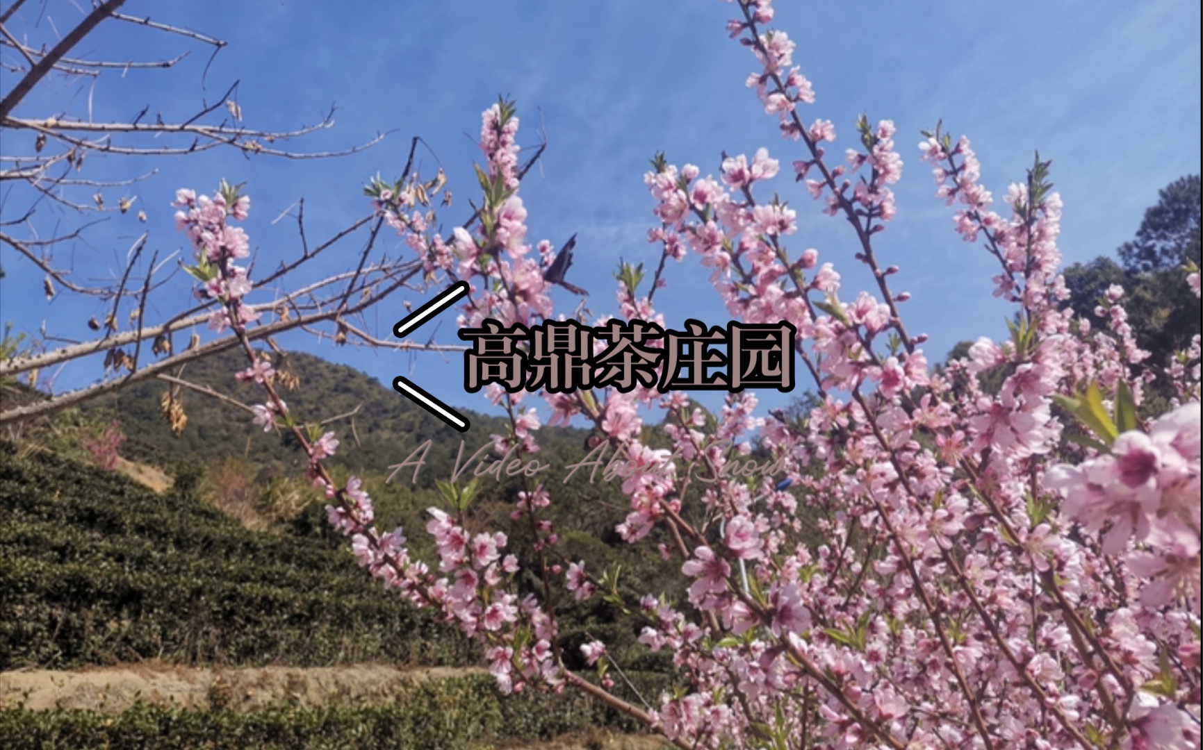 福建安溪高鼎茶庄园