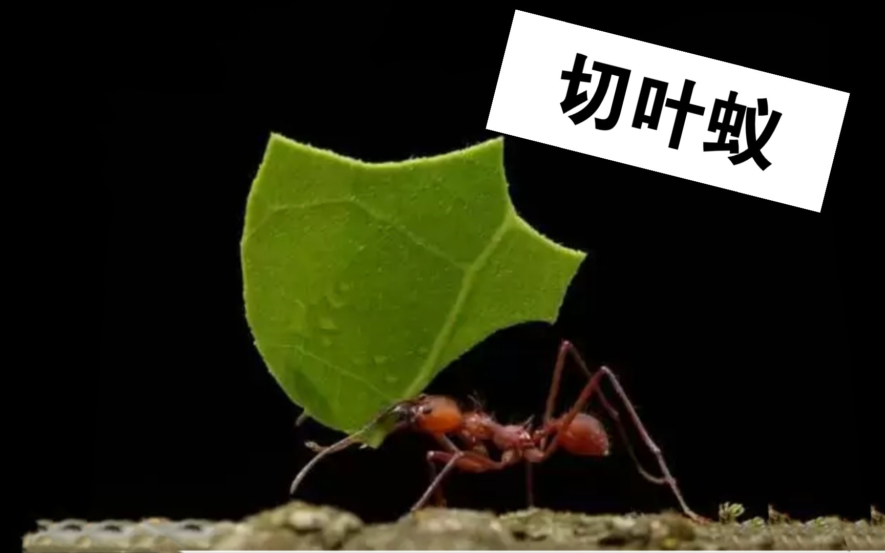 粗纹盲切叶蚁图片
