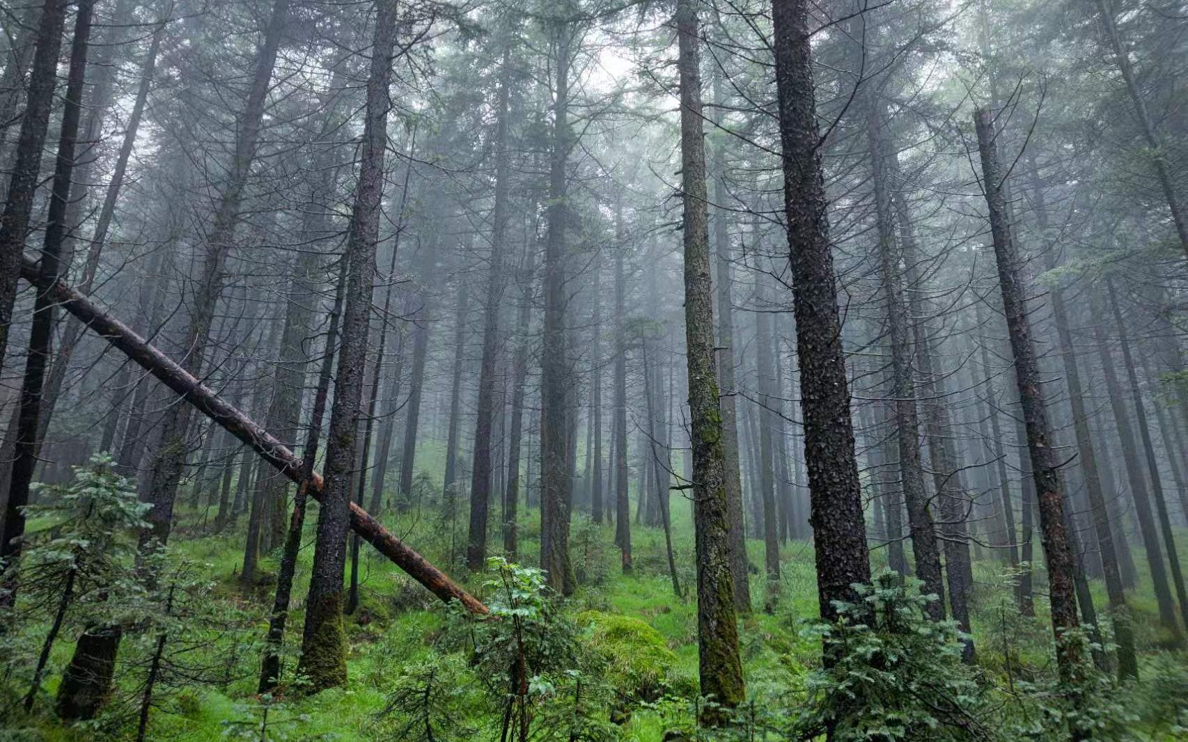 [图]山西芦芽山原始森林雨中穿行