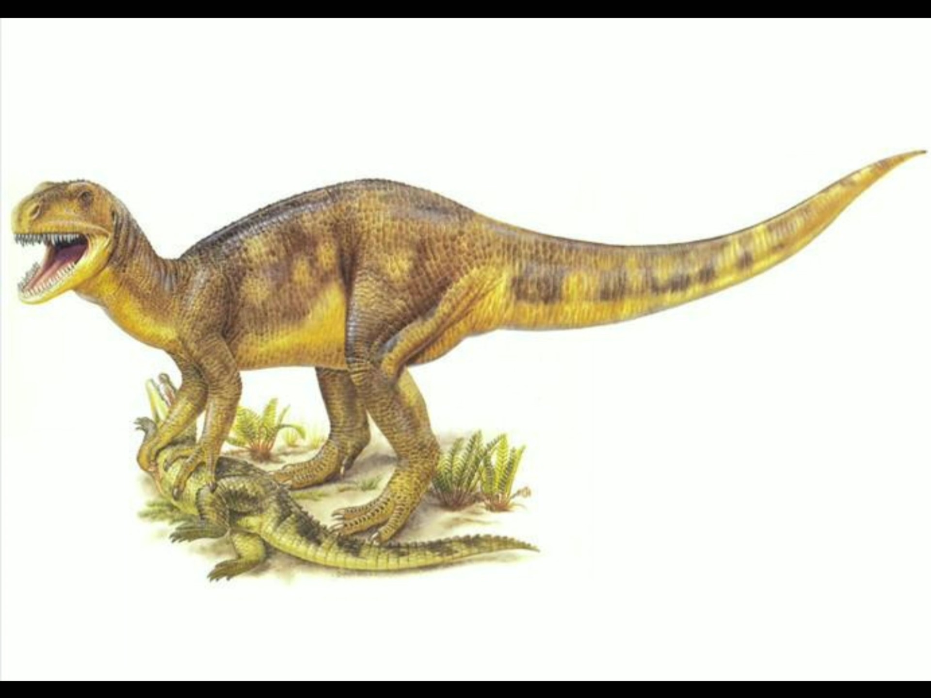 蜥形纲动物:斑龙.体长约6米,体重约700千克‌