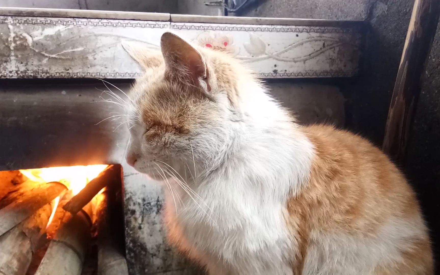 这只农村橘猫又来烤火了,一脸享受的样子