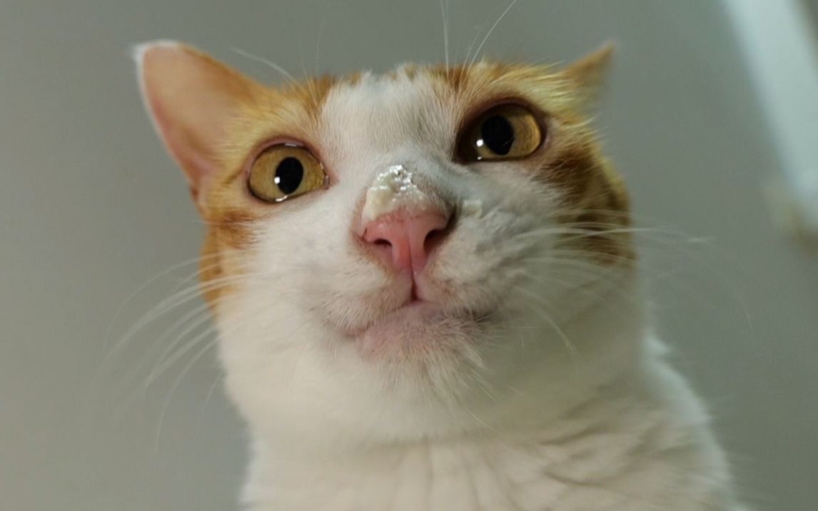 我把奶油涂在橘猫鼻子上,他大概舔了1000 下吧_哔哩哔哩_bilibili