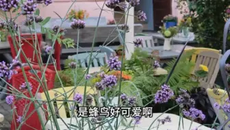 我们在波兰看见的蜂鸟，此乃祥瑞吗？