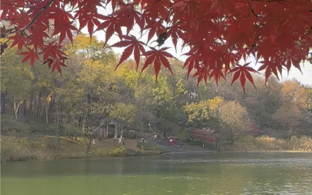 西湖乌龟潭,每年深秋树林五颜六色美成了油画