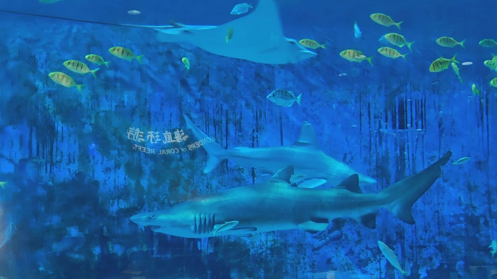 北京海洋馆的鲨鱼展缸
