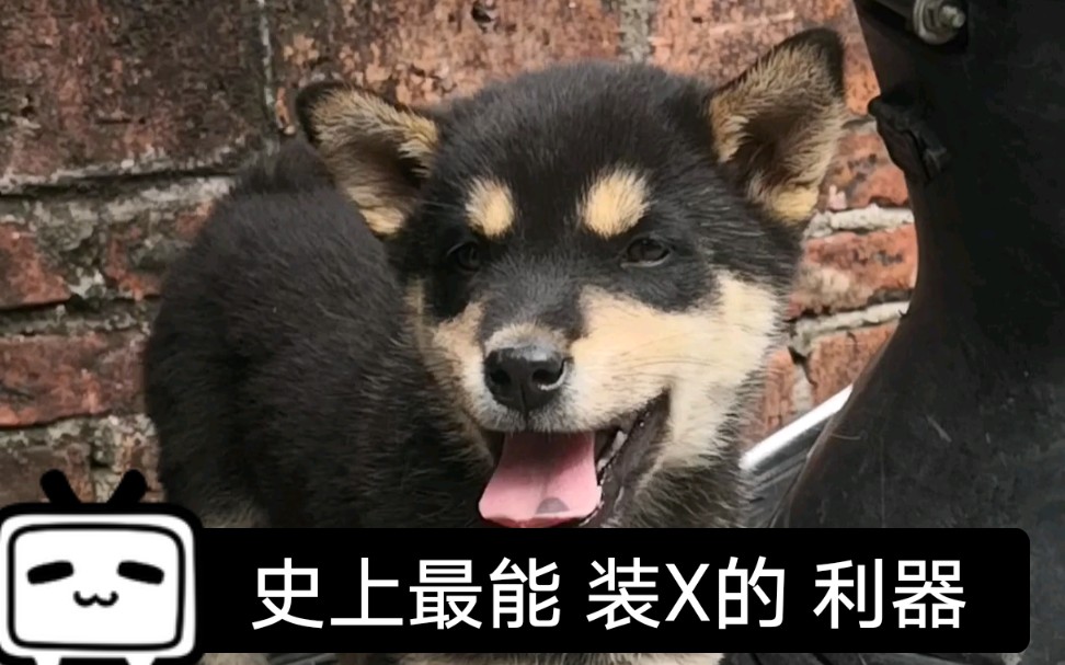 【中华田园犬】高颜值的 四眼铁包金 牵着出门 别人问是什么狗 可以装X般 大声的说 土狗_哔哩哔哩_bilibili