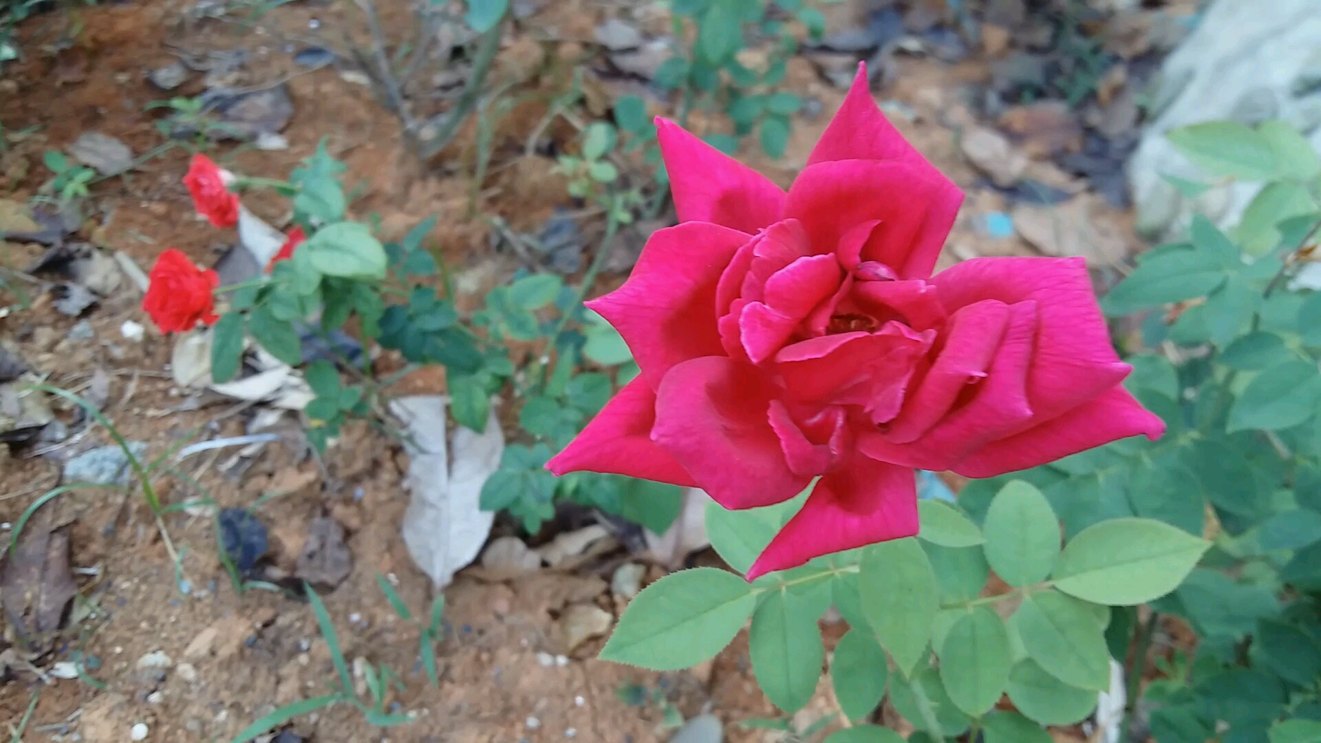 百科植物 玫瑰花哔哩哔哩bilibili