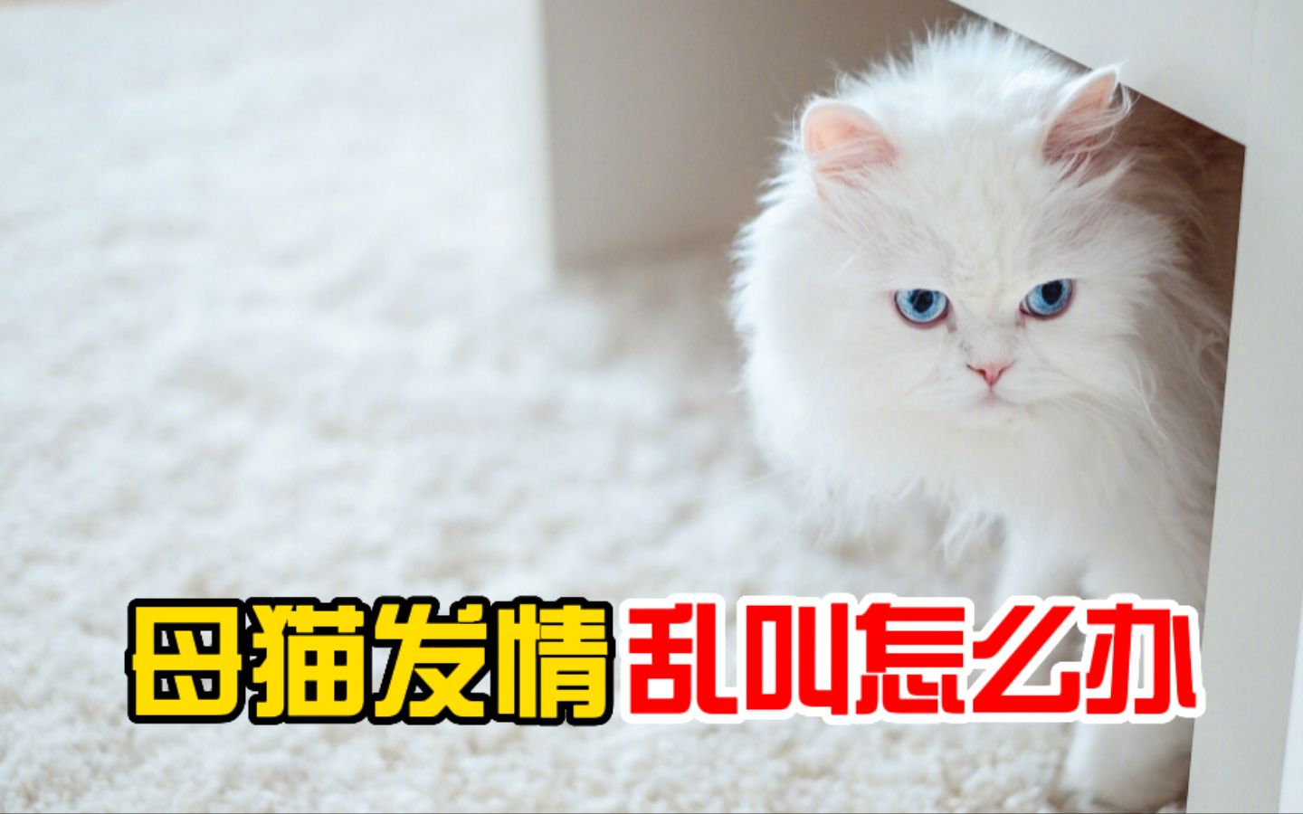 母猫发情乱叫怎么办?4招搞定!哔哩哔哩bilibili