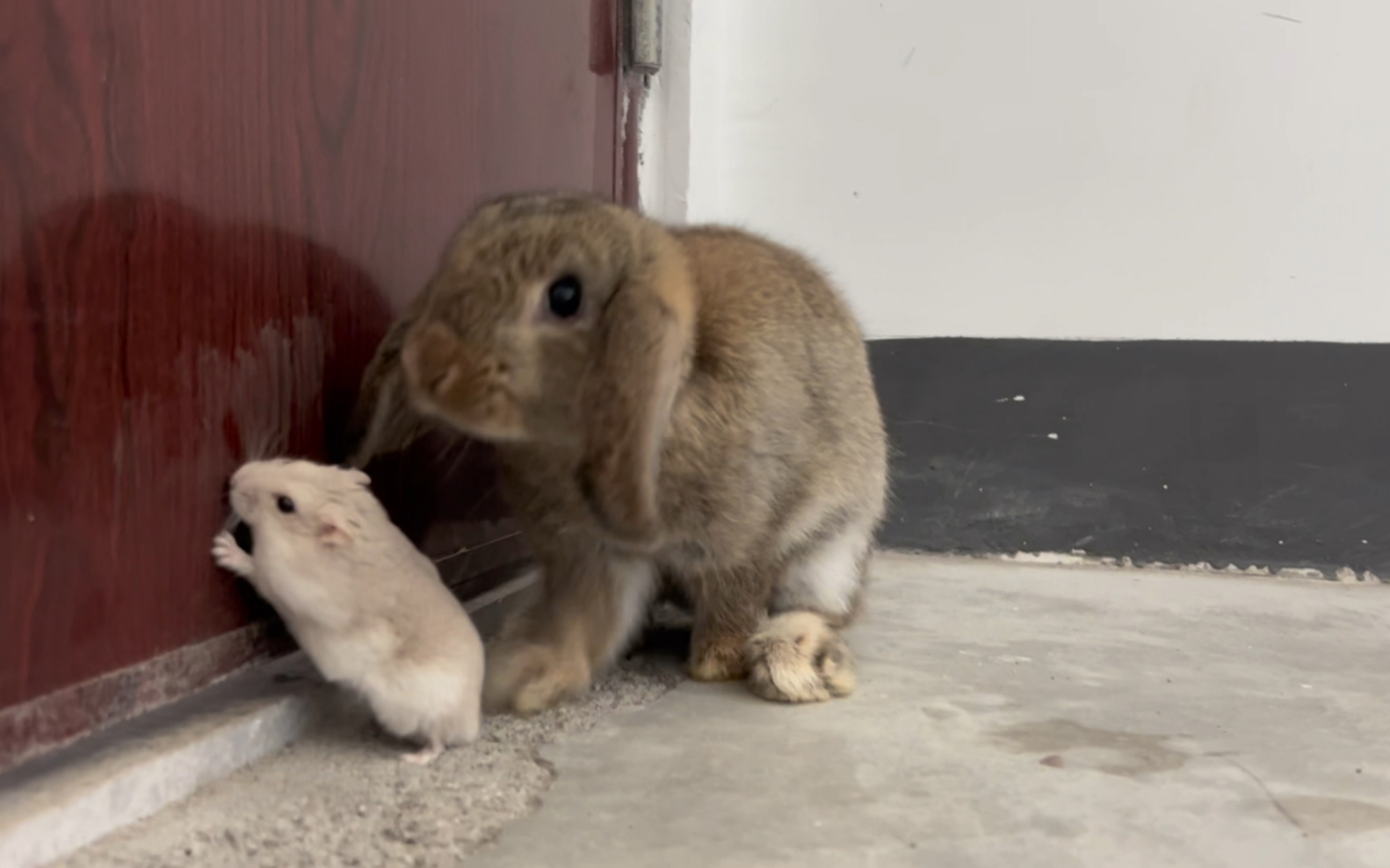 兔兔喜欢和鼠鼠一起玩,有鼠鼠的地方,兔兔总要凑过去