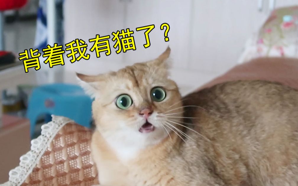 那些无法解释的猫叫声和肢体语言