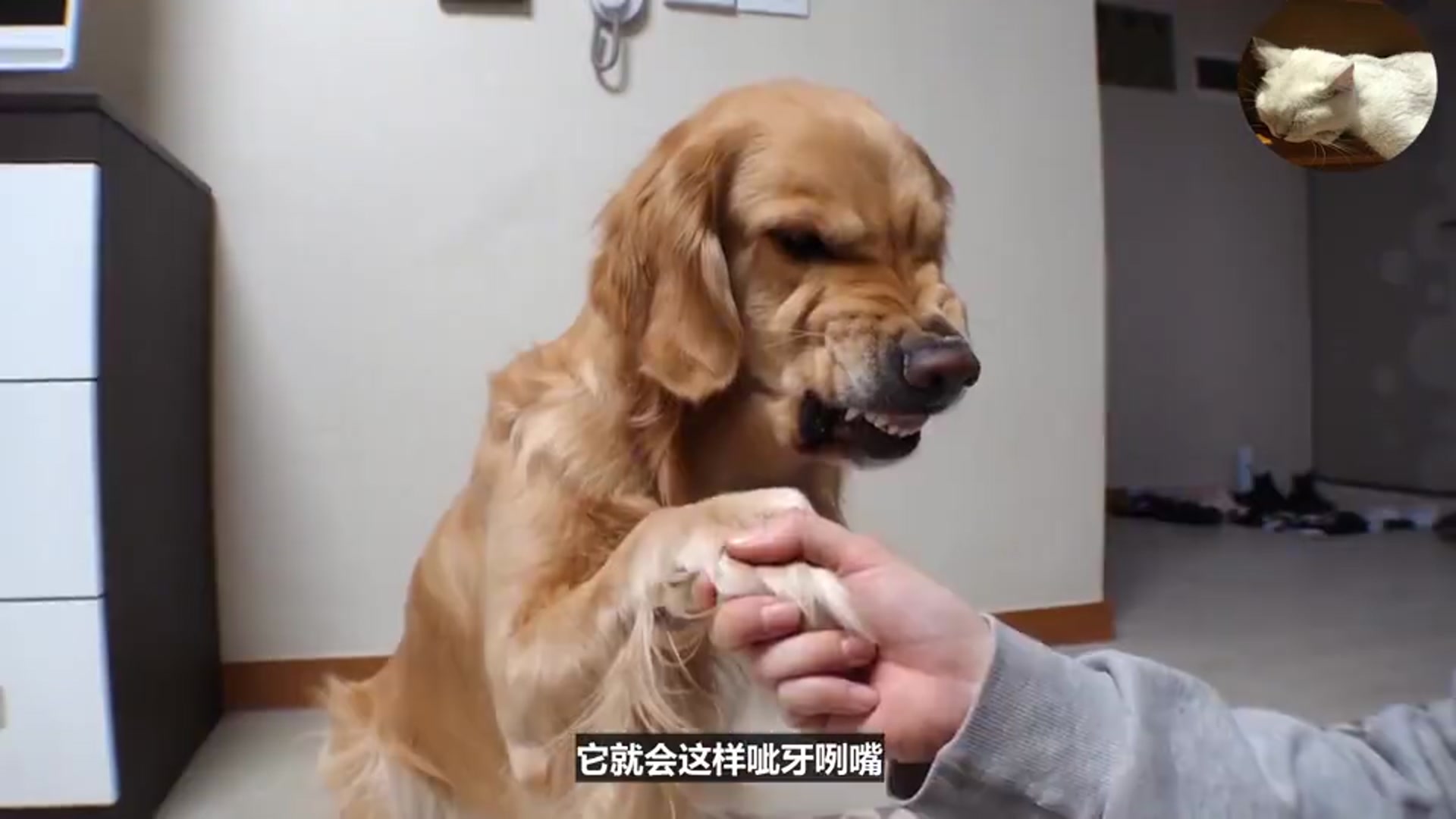 金毛身上有愤怒开关,只要一碰就超生气,主人不断在作死边缘徘徊