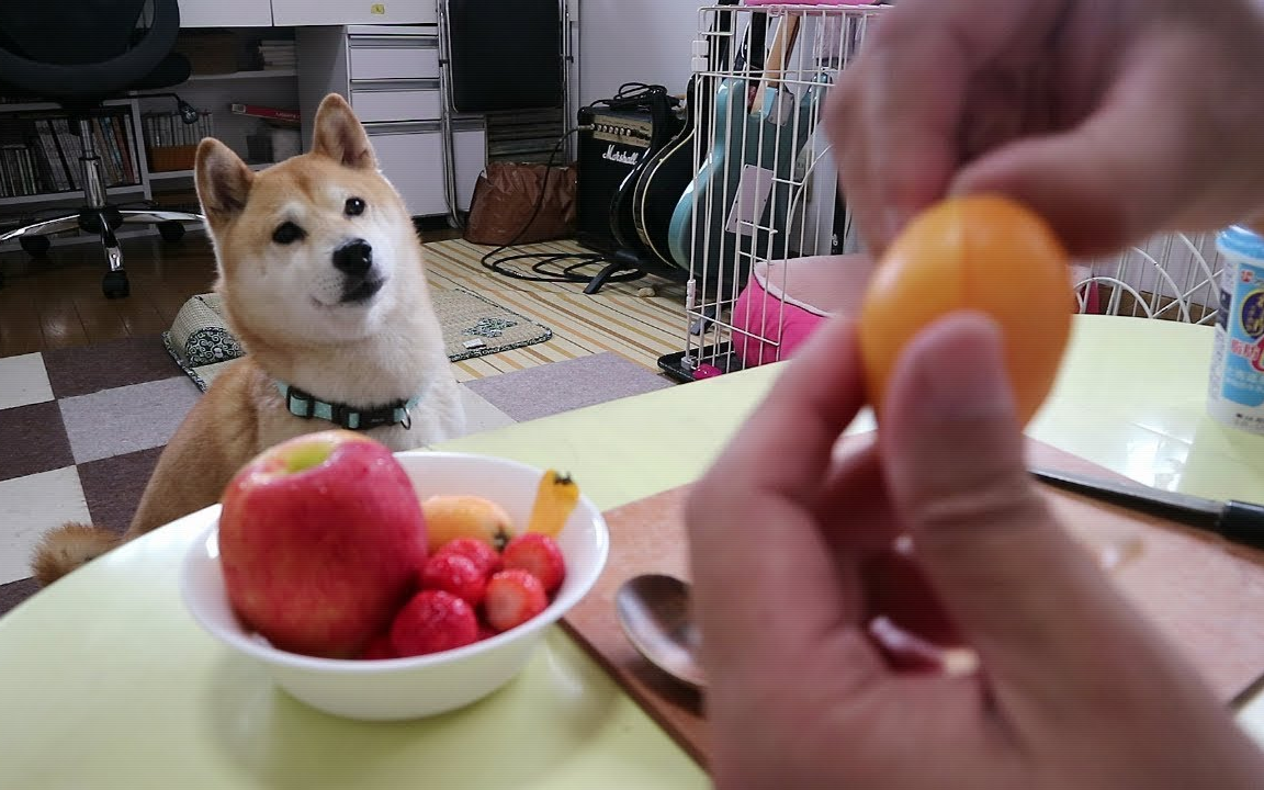 柴犬小春盯著看想吃水果的柴犬的表情是這樣的asmr