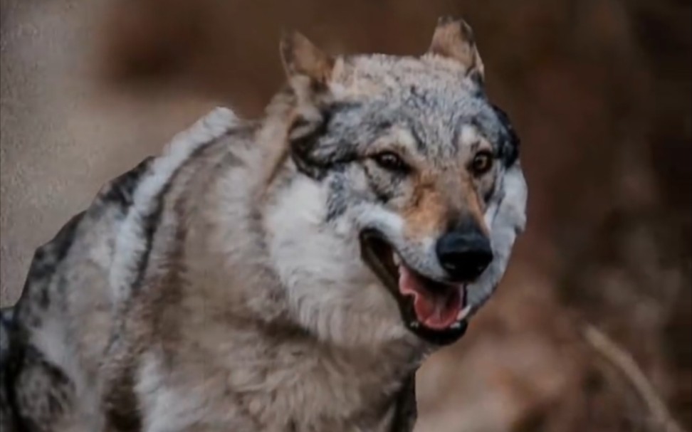 [图]捷克狼犬小时候跟长大后的区别，相当于丑小鸭蜕变白天鹅