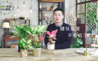 广东万年青怎么养 搜索结果 哔哩哔哩 Bilibili