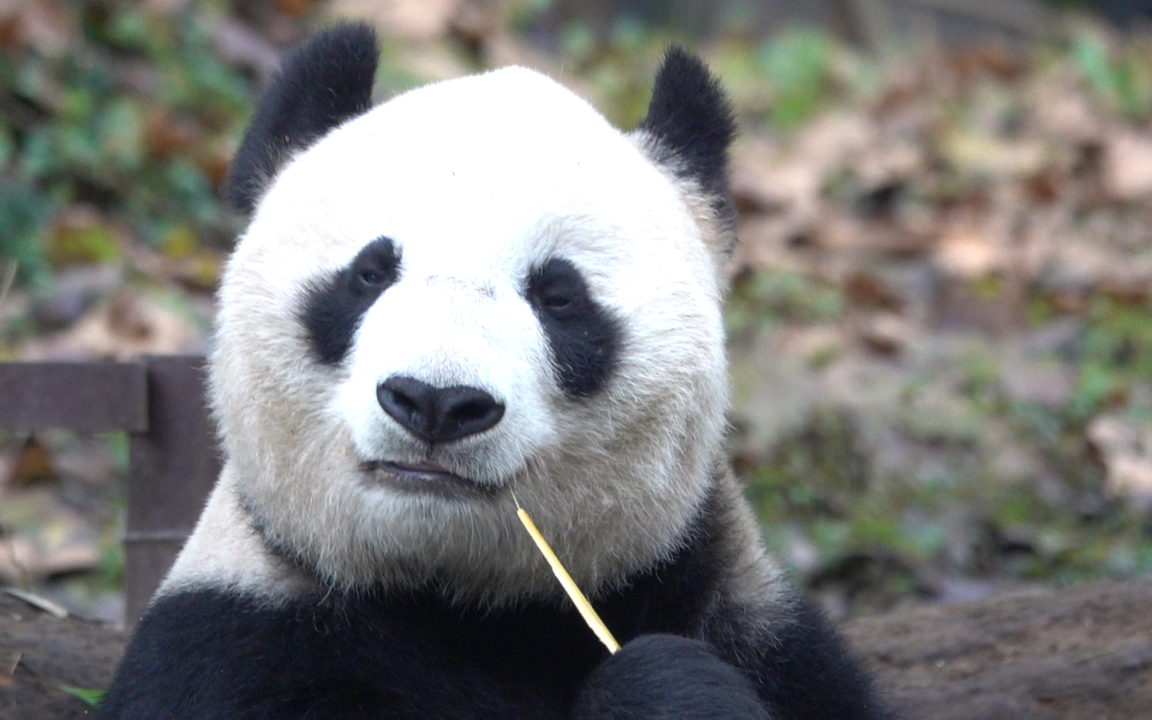 【大熊猫英英】奋斗在吃播第一线的冻龄美女英英儿