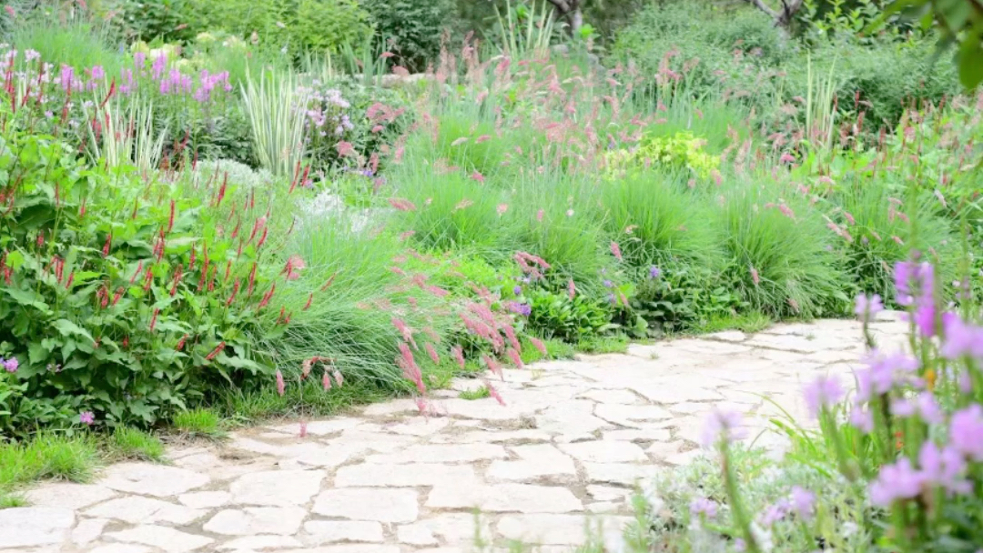 草源@坡地毛冠草