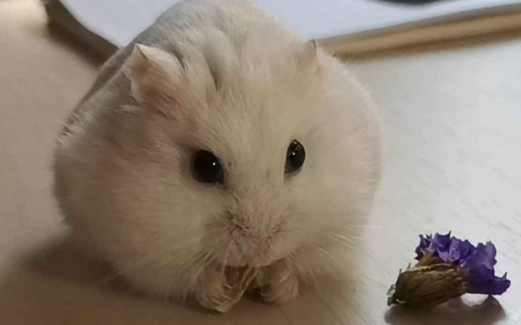 【仓鼠银狐】鼠鼠溜溜的可可爱爱与你们分享|预告下期下下期视频哈哈