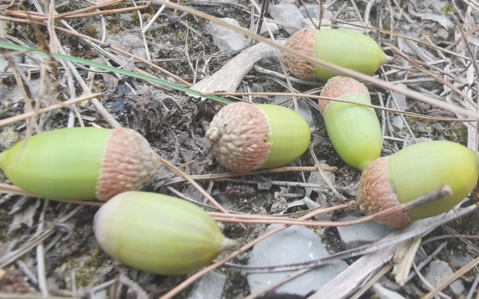 青冈子功效(青冈子功效大揭秘,让你健康美丽)