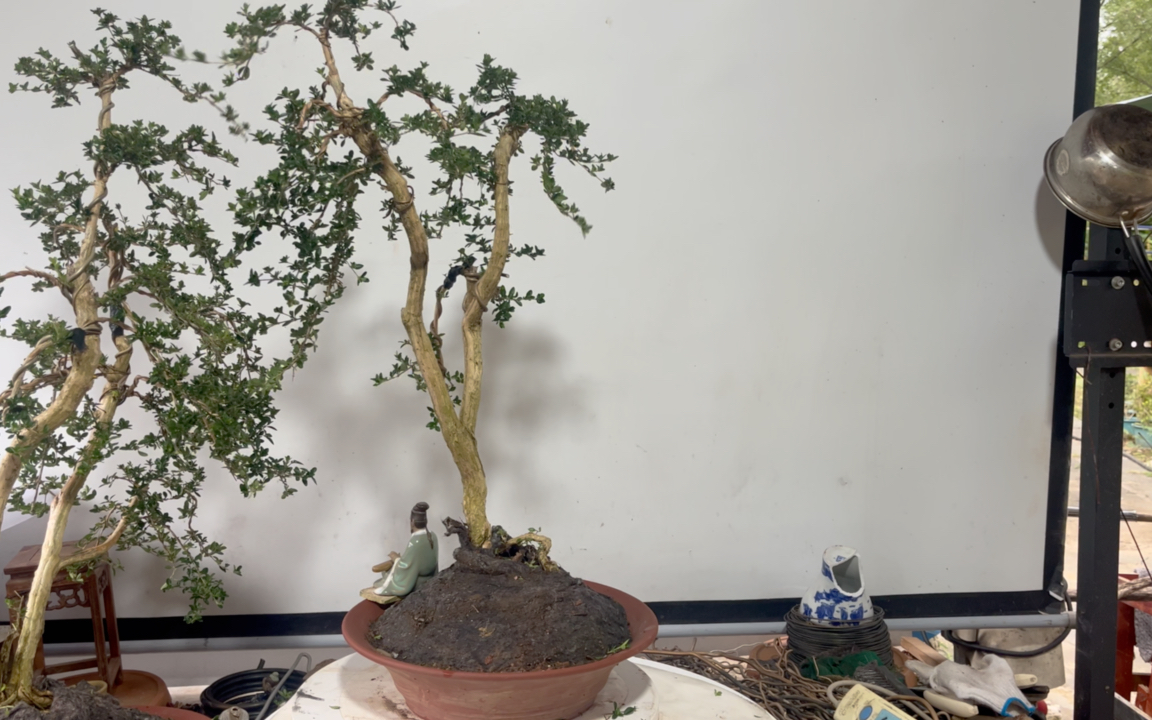 六月雪盆景整理