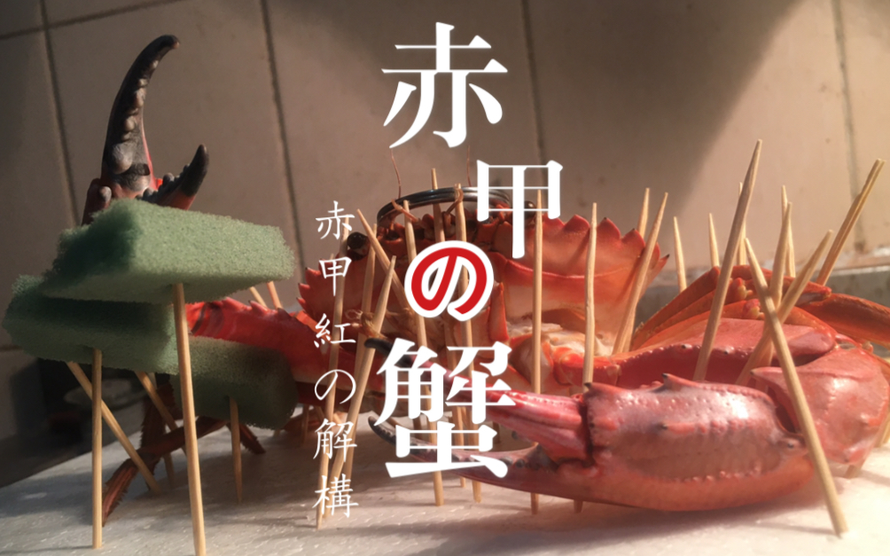 标本制作赤甲红日本蟳熟成标本制作掏肉过程延时摄影第一次做标本